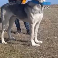 واگذاری سگ ۱۵ماهه پژدر نسل آبی سقز|سگ|اردبیل, |دیوار