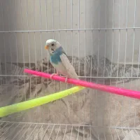 مرغ عشق|پرنده|کرمان, |دیوار