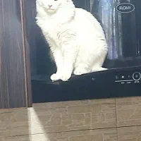گربه DLH . نر ‌دوساله