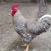 مرغ و خروس زینتی