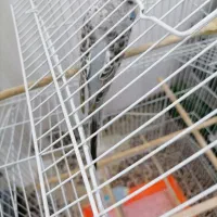 مرغ عشق انگلیسی نر