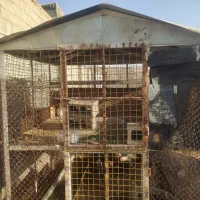 قفس بزرگ|لوازم جانبی حیوانات|شیراز, بید زرد|دیوار
