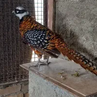 فروش طاووس و پرنده زینتی|پرنده|تهران, خلیج فارس|دیوار