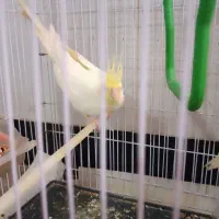 عروس هلندی ماده