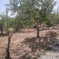 ۳۰۰مترباغچه دردماوندجابان سندتک برگ|فروش زمین و ملک کلنگی|تهران, افسریه شمالی|دیوار
