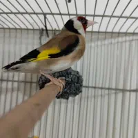 سهره نر 2ساله قغس