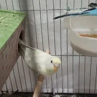 مرغ عشق|پرنده|قم, ولیعصر|دیوار