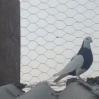 کبوتر بلند پرواز|پرنده|قرچک, مهدیه|دیوار