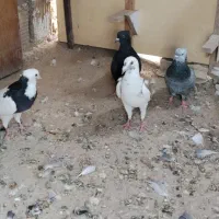 کبوتر