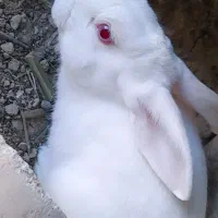 خرگوش سفیدشیطون وبامزه