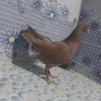 سرخ کرمونی ..پرستویی زرد