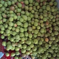 گلآبی مخصوص کمپوت