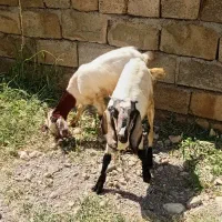 بز غاله  ماده