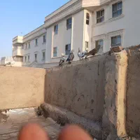 کفتر نقشی|پرنده|اصفهان, مهدی آباد|دیوار