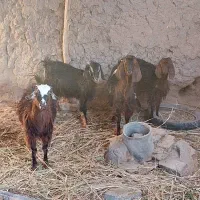 گوسفند فروشی|حیوانات مزرعه|خوسف, |دیوار