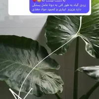 به گیاهت جونِ دوباره بده|گل و گیاه طبیعی|قم, سراجه|دیوار