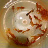 ماهی قرمز  مخصوص ماهی گیری