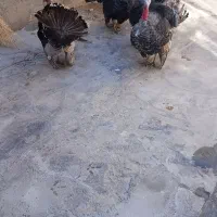 فروش چهار عدد بوقلمون نر|حیوانات مزرعه|ازنا, |دیوار