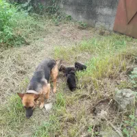 سگ ژرمن