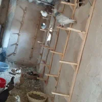 کبوتر|پرنده|قوچان, |دیوار