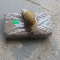 حلزون|لوازم جانبی حیوانات|زرند, |دیوار