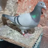 کبوتر مسافتی