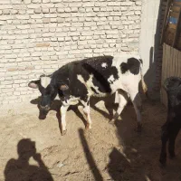 کوساله نر
