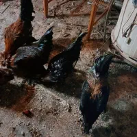 خروس سلطان|حیوانات مزرعه|قم, شهر قائم|دیوار