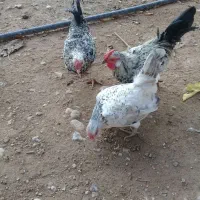 مرغ خروس مینیاتوری|حیوانات مزرعه|چگنی, |دیوار