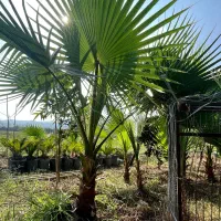 پالم نشایی تا یک متری همه سایزها|گل و گیاه طبیعی|آمل, |دیوار