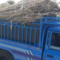 فروش نی برای جایگاه دام ها