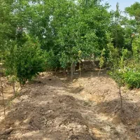 باغ باغچه ۱۰۰۰متری کاشانک اسلامشهر|فروش زمین و ملک کلنگی|اسلامشهر, کاشانک|دیوار