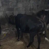 گاو جوان ابستن ۴ ماه|حیوانات مزرعه|کجور, |دیوار