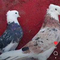 شازده ماده نقش|پرنده|میانه, |دیوار