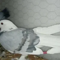 کبوتر شازده و ساتن غلتی|پرنده|تیران, |دیوار