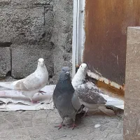 طوقی نر|پرنده|اردبیل, |دیوار