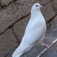 کبوتر|پرنده|جیرفت, |دیوار