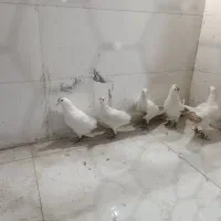 دوجفت دم زرد کرمونی اصیل عطیغه|پرنده|بندرعباس, |دیوار