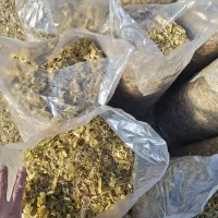 علوفه بلال فروش فوری