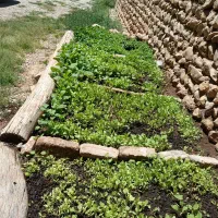 فلفل|خدمات باغبانی و درختکاری|گوآور, |دیوار
