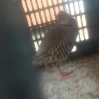 کبوتر|پرنده|نجفآباد, فاز ۴ شهرک آزادگان|دیوار