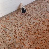 کفتر توق سیاه ماده