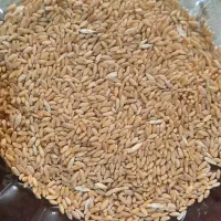 ۴تن گندم دیم وابی