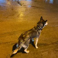 سگ گم شده سمیرم