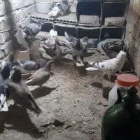 ی بوم دمگیر|پرنده|اصفهان, جاوان|دیوار