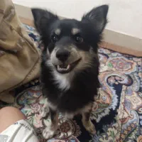 سگ نر پامر اشتپیز|سگ|مرودشت, ژیان|دیوار