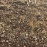 سگ عراقی|سگ|خواجه, |دیوار