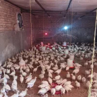 جوجه بوقلمون ۲۵روزه بیوتی۶ زرین