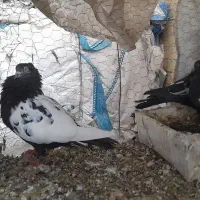 کله اسبی دنش.سینه.راعبی.یهودی|پرنده|یزد, |دیوار
