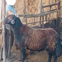 نر قوچ فروشی